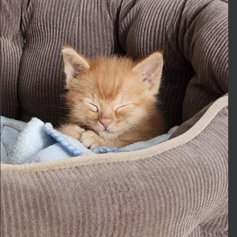 Stuart Little, an adoptable Domestic Short Hair in Baker City, OR, 97814 | Photo Image 3