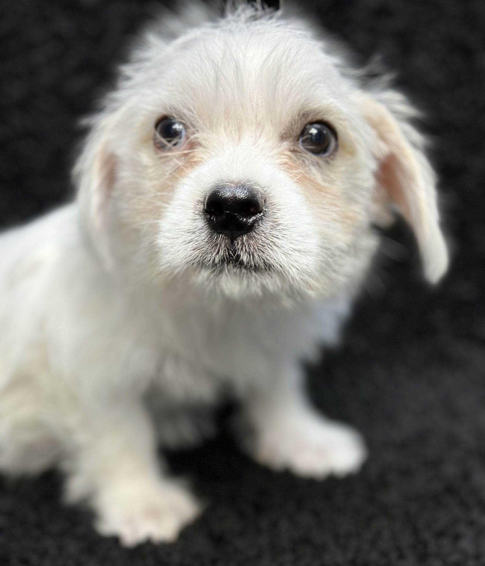 Dog for adoption Ziggy ADOPTION IN PROCESS, a Shih Tzu & Maltese