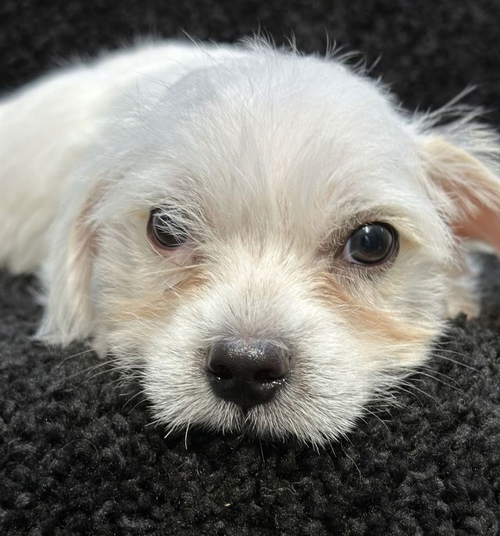 Dog for adoption Ziggy ADOPTION IN PROCESS, a Shih Tzu & Maltese