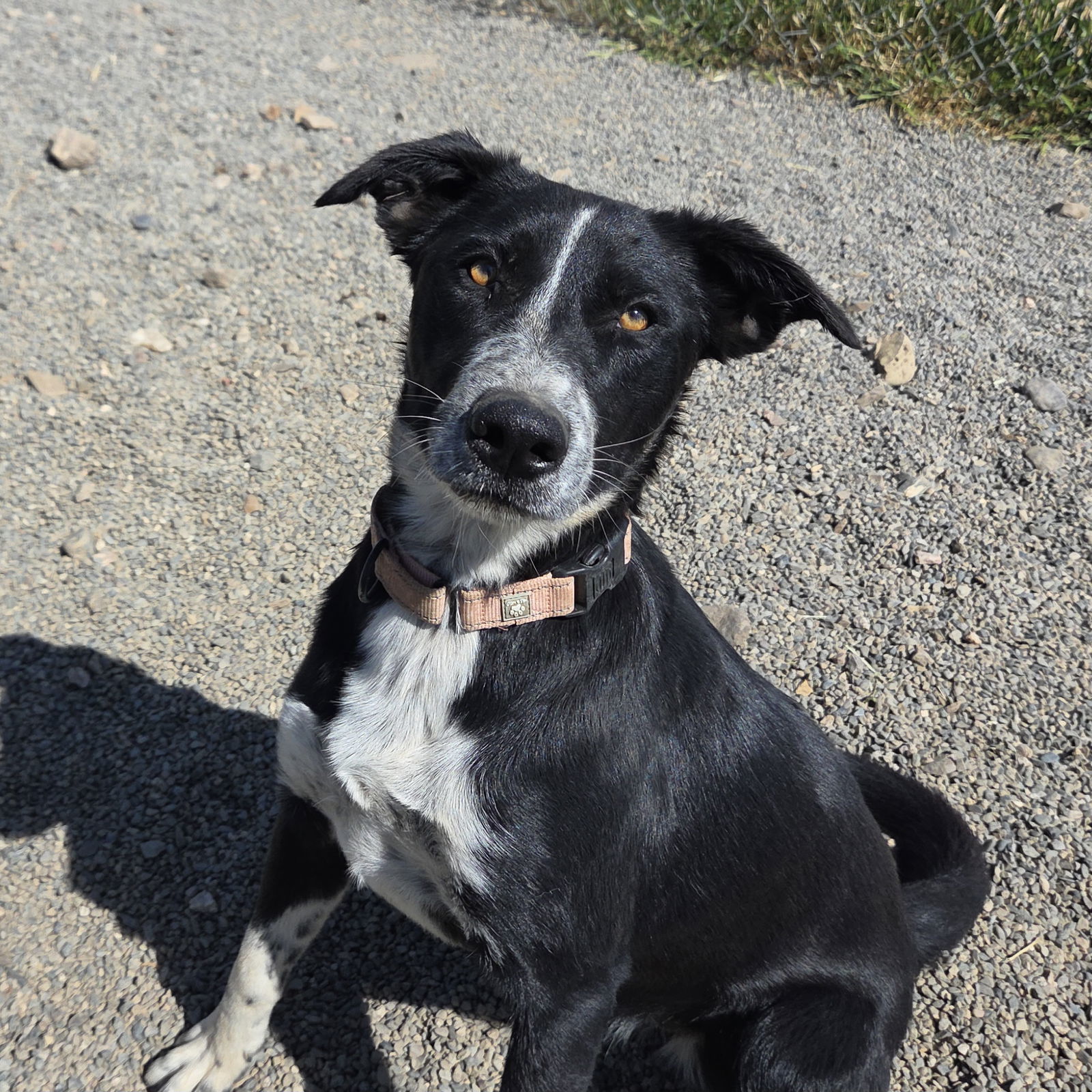 Danica, an adoptable Border Collie, McNab in Yreka, CA, 96097 | Photo Image 1