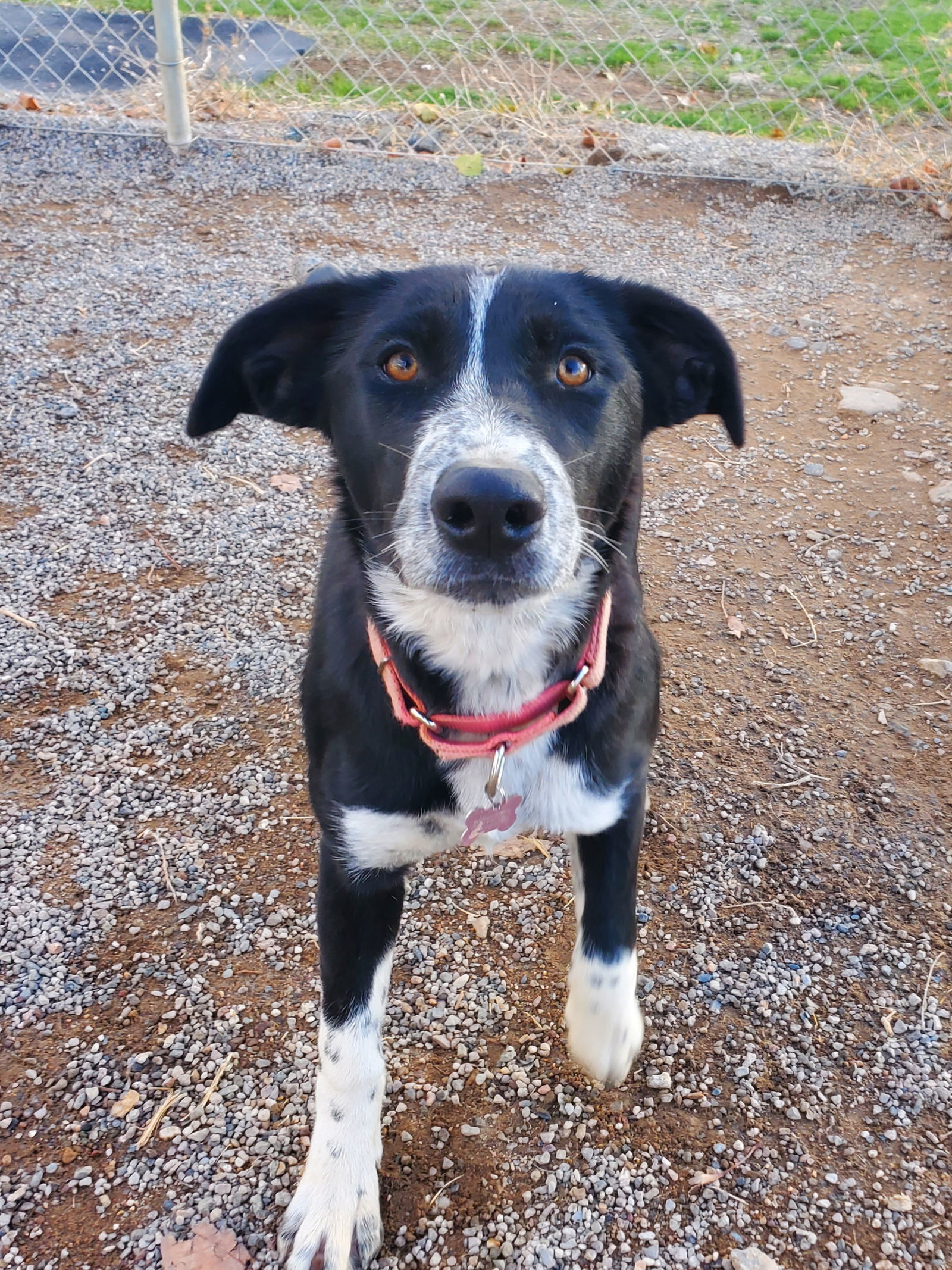 Danica, an adoptable Border Collie, McNab in Yreka, CA, 96097 | Photo Image 1