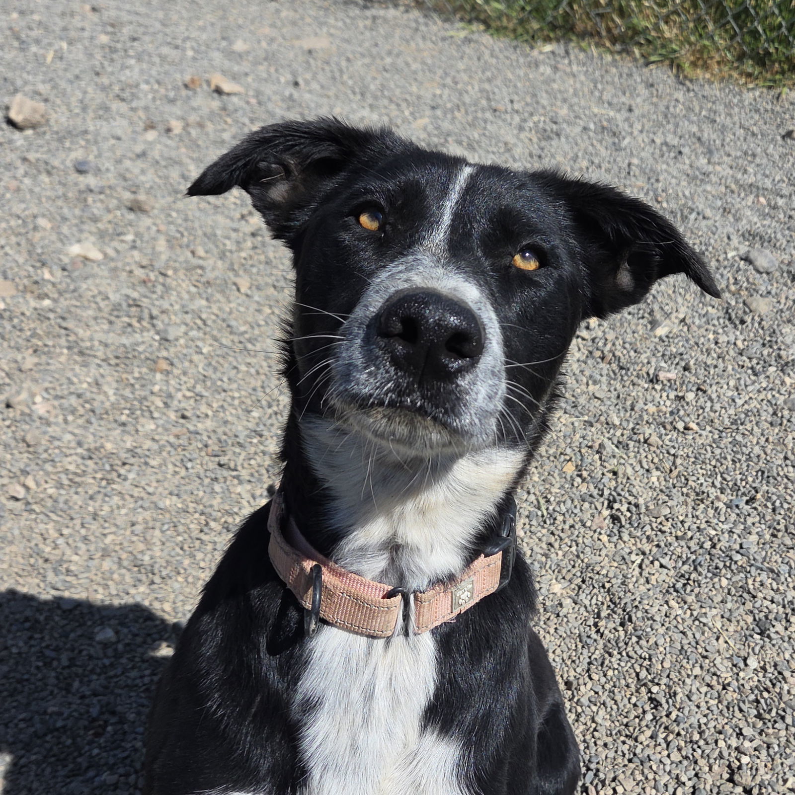 Danica, an adoptable Border Collie, McNab in Yreka, CA, 96097 | Photo Image 2
