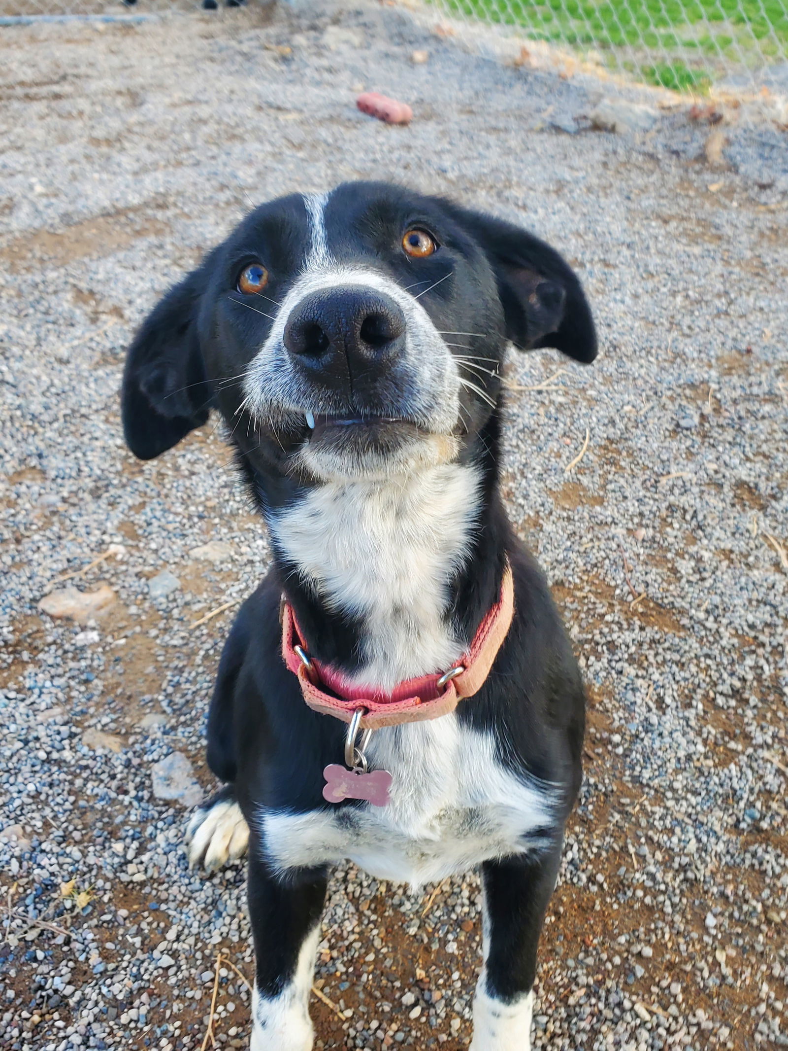 Danica, an adoptable Border Collie, McNab in Yreka, CA, 96097 | Photo Image 2