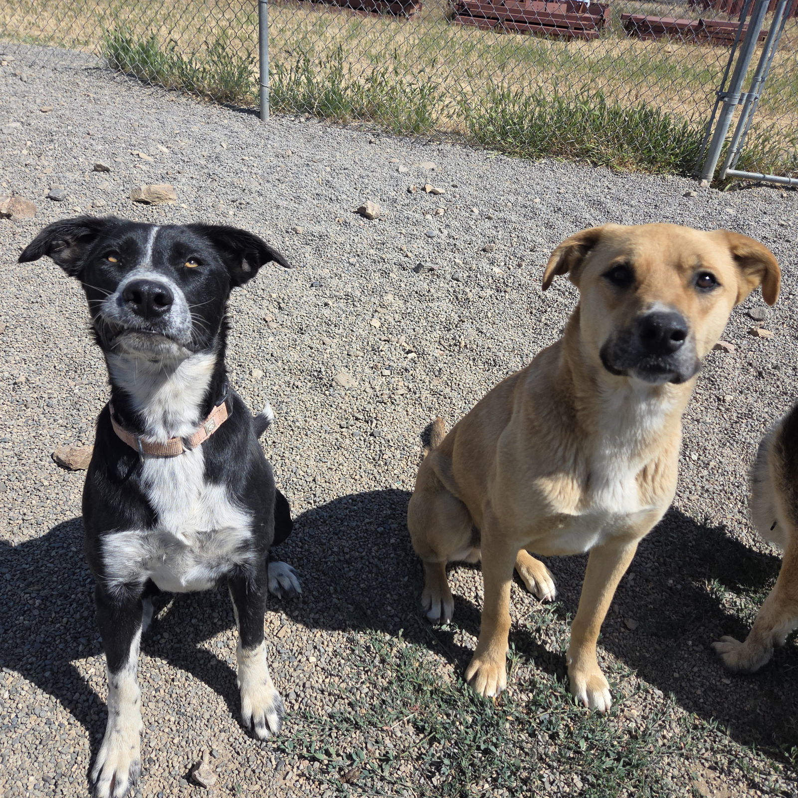 Danica, an adoptable Border Collie, McNab in Yreka, CA, 96097 | Photo Image 3