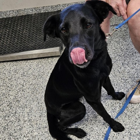 Callie, an adoptable Black Labrador Retriever, Mixed Breed in Kingman, KS, 67068 | Photo Image 1