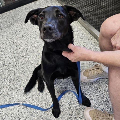 Callie, an adoptable Black Labrador Retriever, Mixed Breed in Kingman, KS, 67068 | Photo Image 2