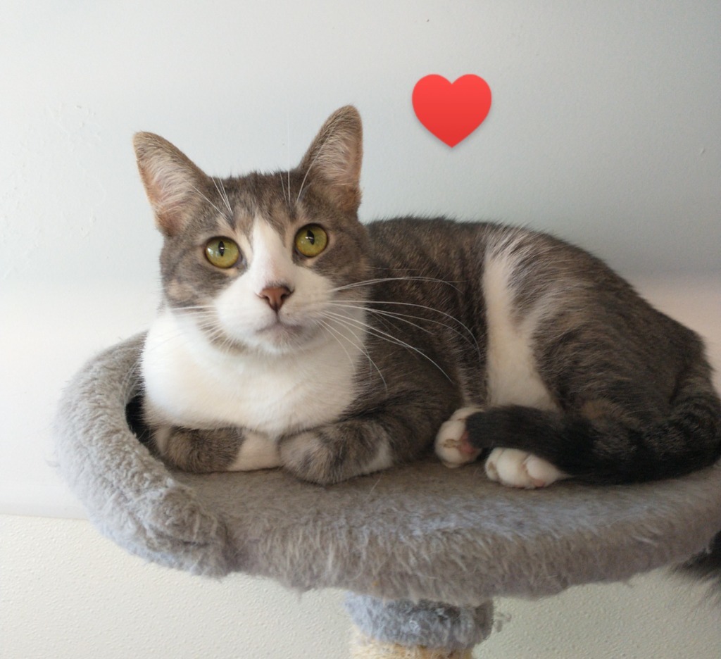 Smokey FEE WAIVED, an adoptable Domestic Short Hair in Saint James, MN, 56081 | Photo Image 1