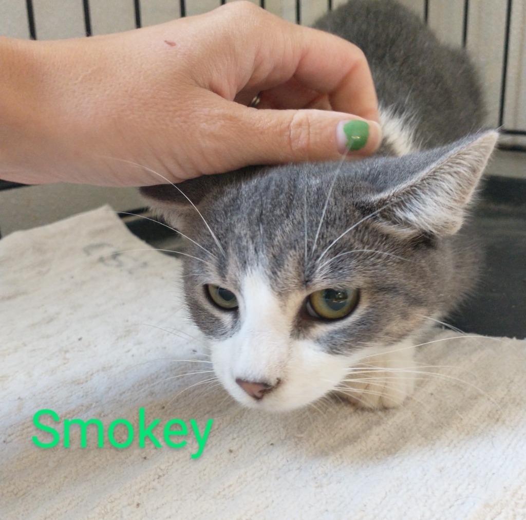 Smokey