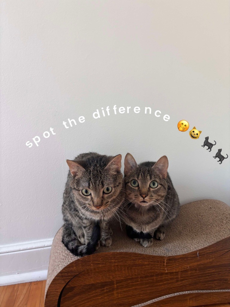 Popsicle - Pending Adoption / Ghost (Bonded Pair) - Pending Adoption