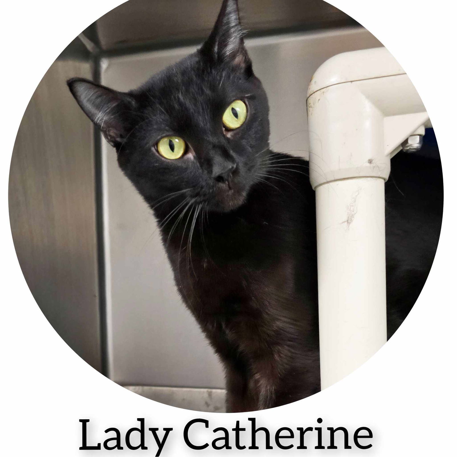 Lady Catherine