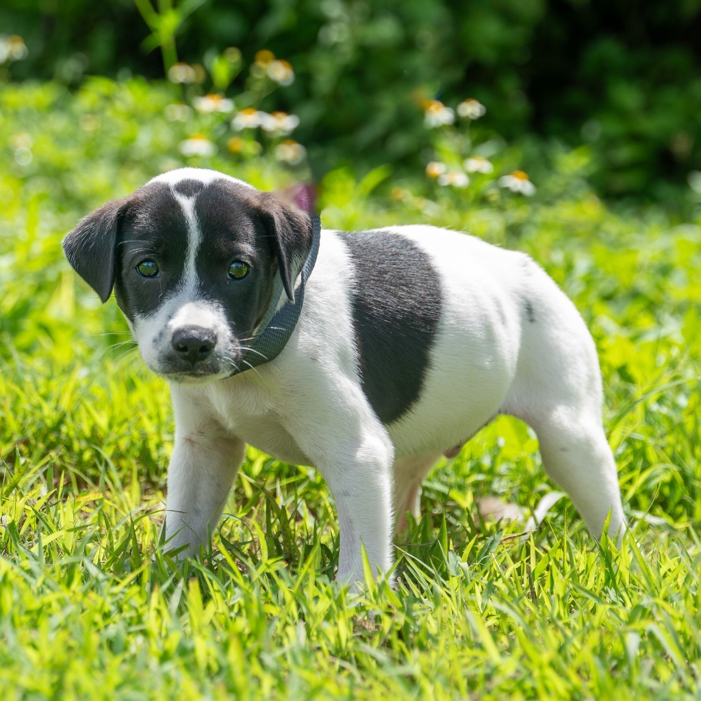 Bubba, an adoptable Affenpinscher in Mangilao, GU, 96923 | Photo Image 1