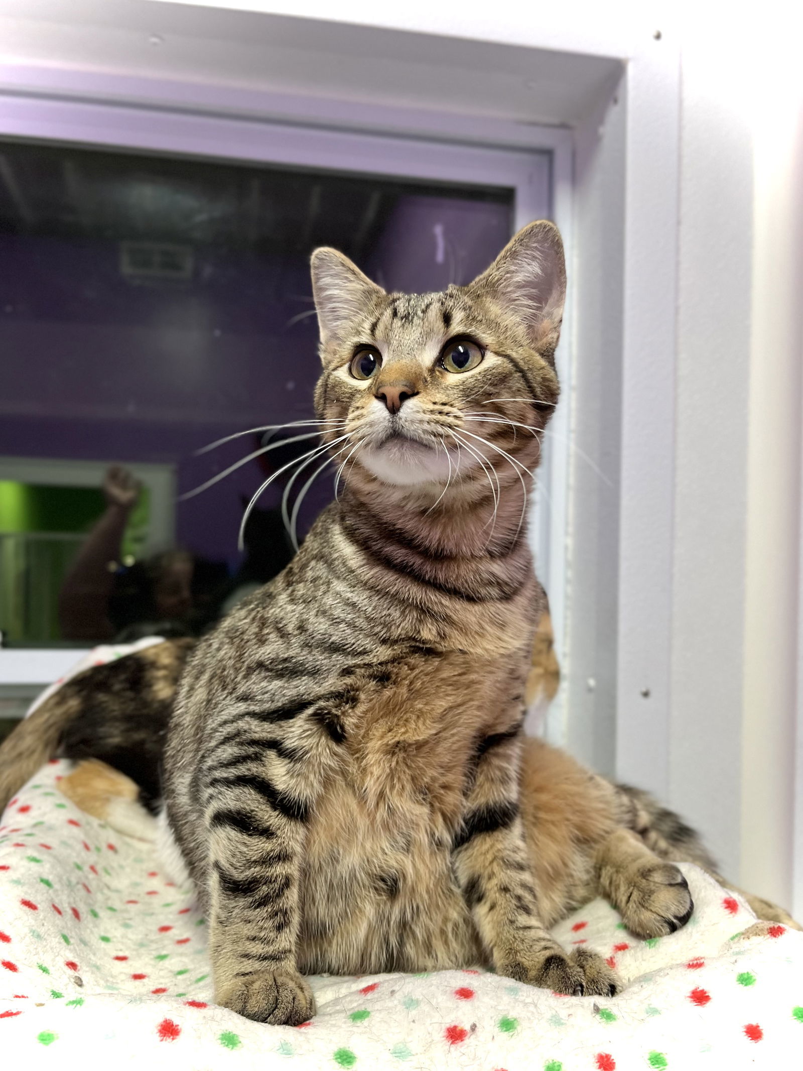 Ned, an adoptable Domestic Short Hair in Estherville, IA, 51334 | Photo Image 1
