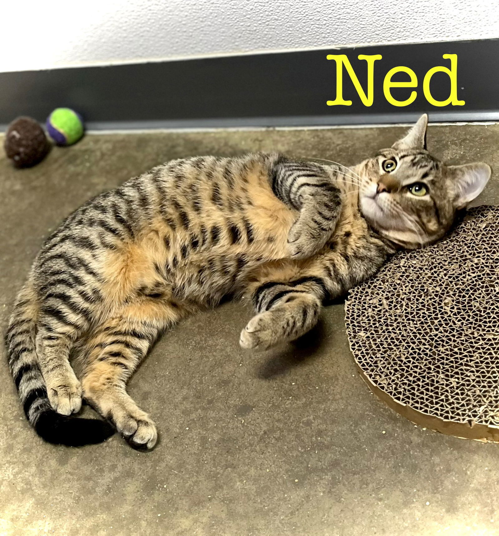 Ned, an adoptable Domestic Short Hair in Estherville, IA, 51334 | Photo Image 2