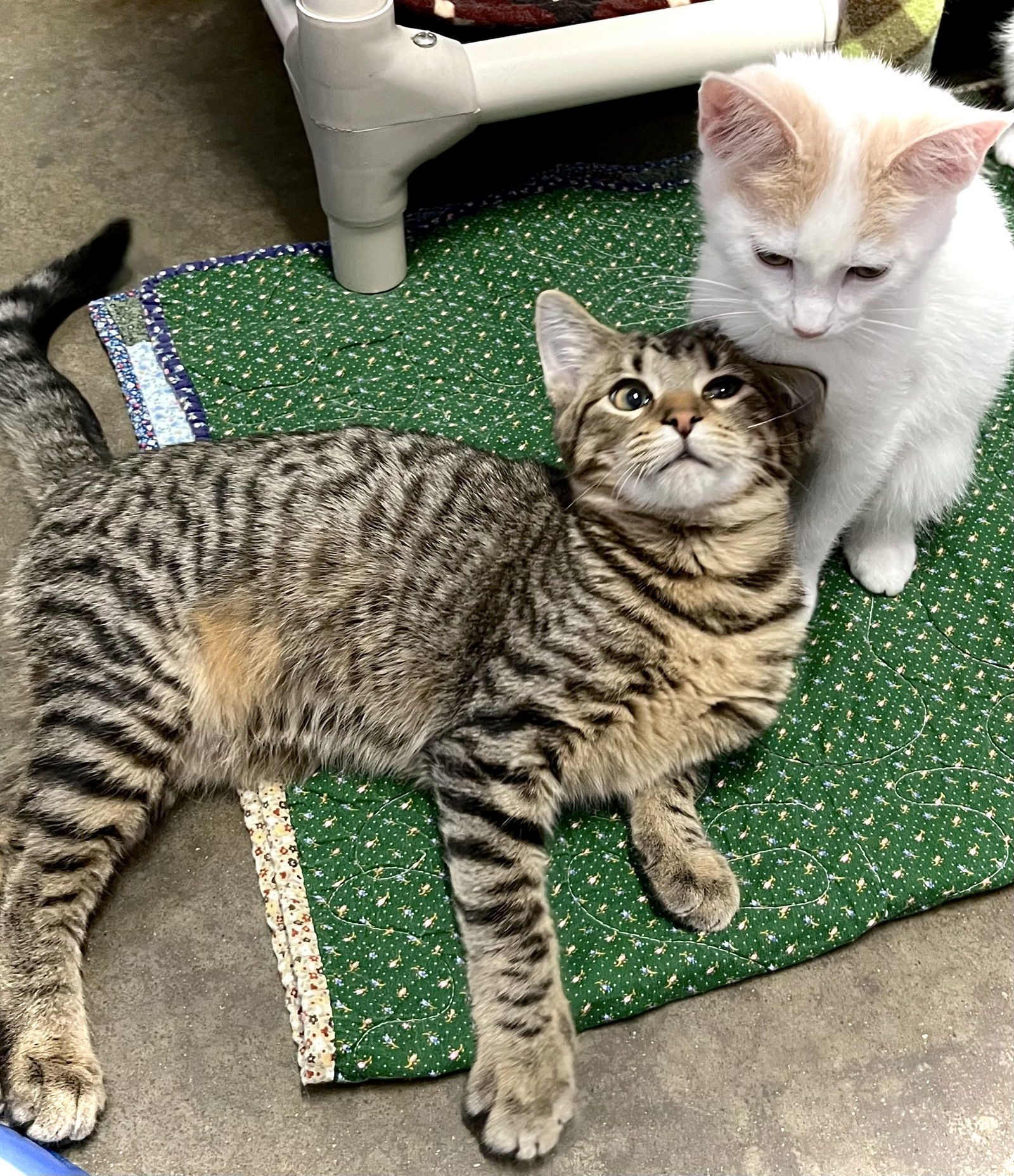 Ned, an adoptable Domestic Short Hair in Estherville, IA, 51334 | Photo Image 3