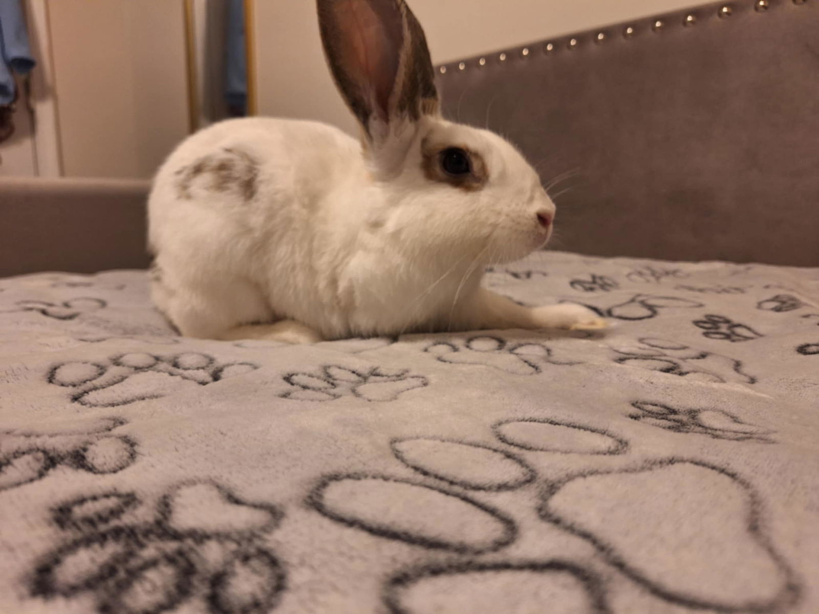 Lola