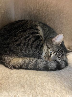 Pepper, Adult Female Domestic Short Hair