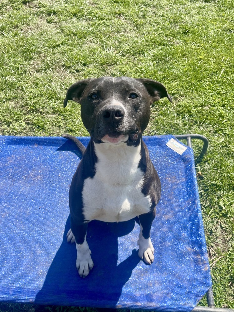 Cheerio