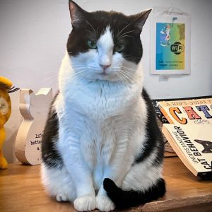 Layla, Adult Female Domestic Short Hair