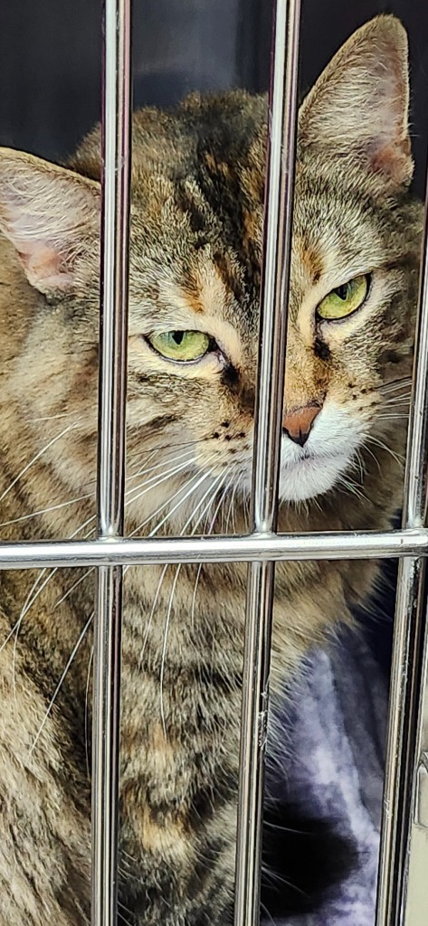 Honey, an adoptable Domestic Long Hair in Virginia, MN, 55792 | Photo Image 1