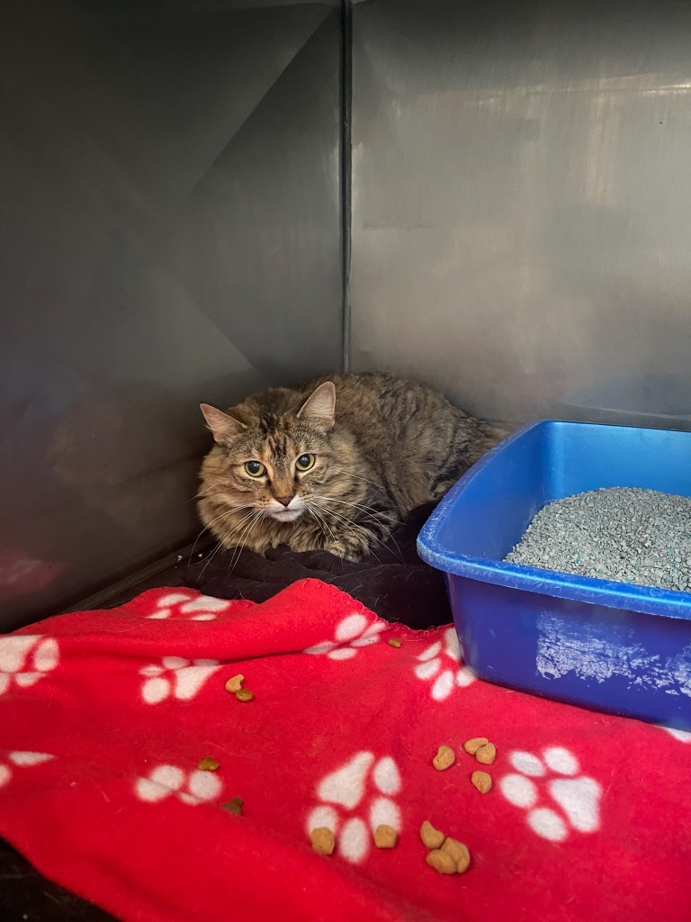 Honey, an adoptable Domestic Long Hair in Virginia, MN, 55792 | Photo Image 2