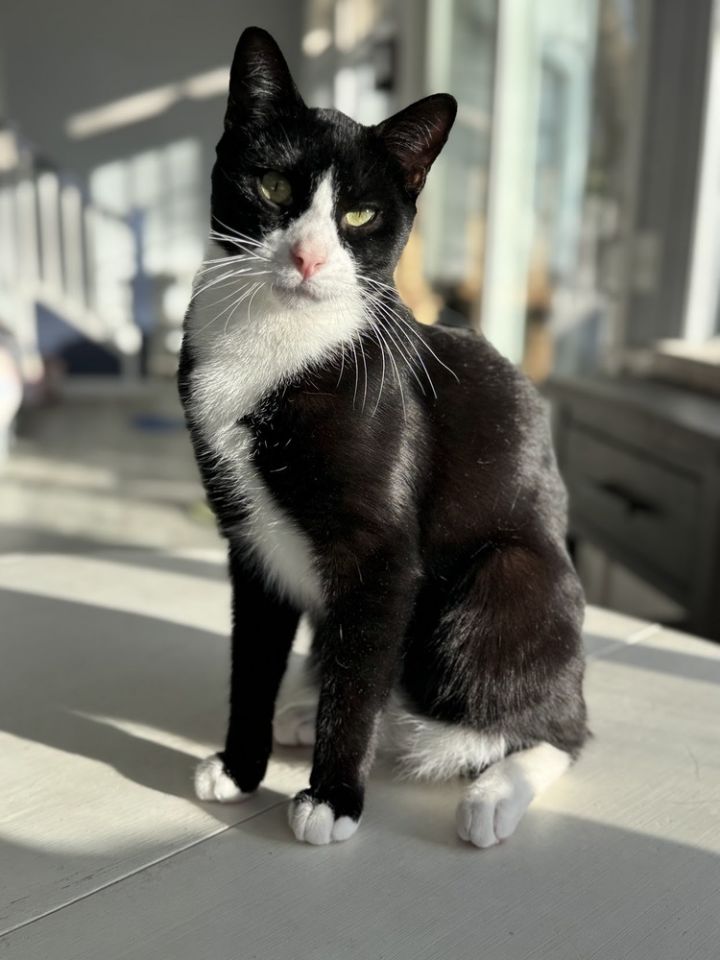 Biscuit 1