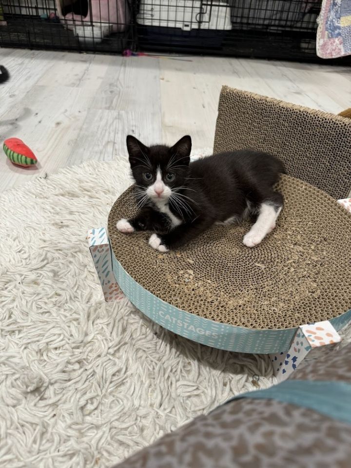 Biscuit 2