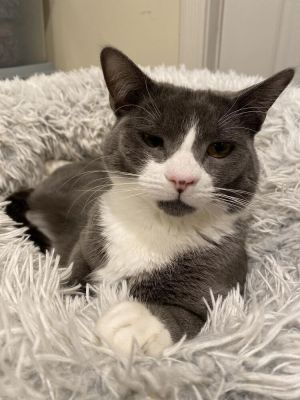 Hayden, Young Female Domestic Short Hair