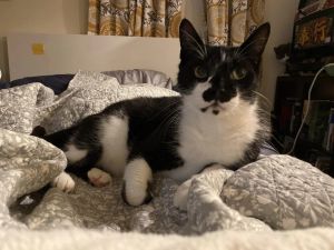 Mr. Oreo, Adult Male Domestic Short Hair