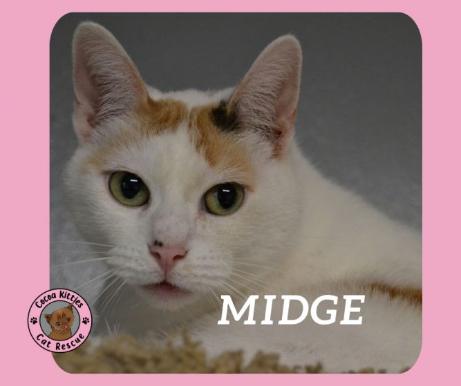 Midge