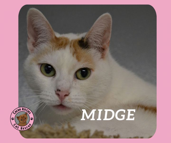 Midge 1