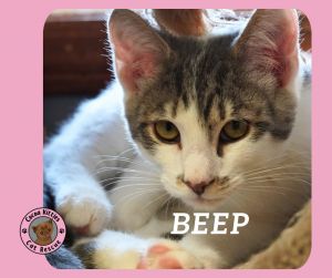Beep, Young Male Domestic Short Hair