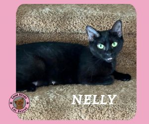 Nelly, Adult Female Domestic Short Hair