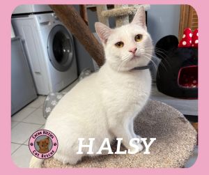 Halsy, Adult Female Domestic Short Hair