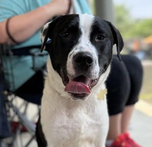 Pudge, Young Male American Staffordshire Terrier