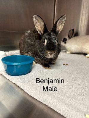 Benjamin, Young Male Satin