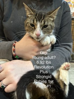 Gigi, Adult Female Domestic Short Hair