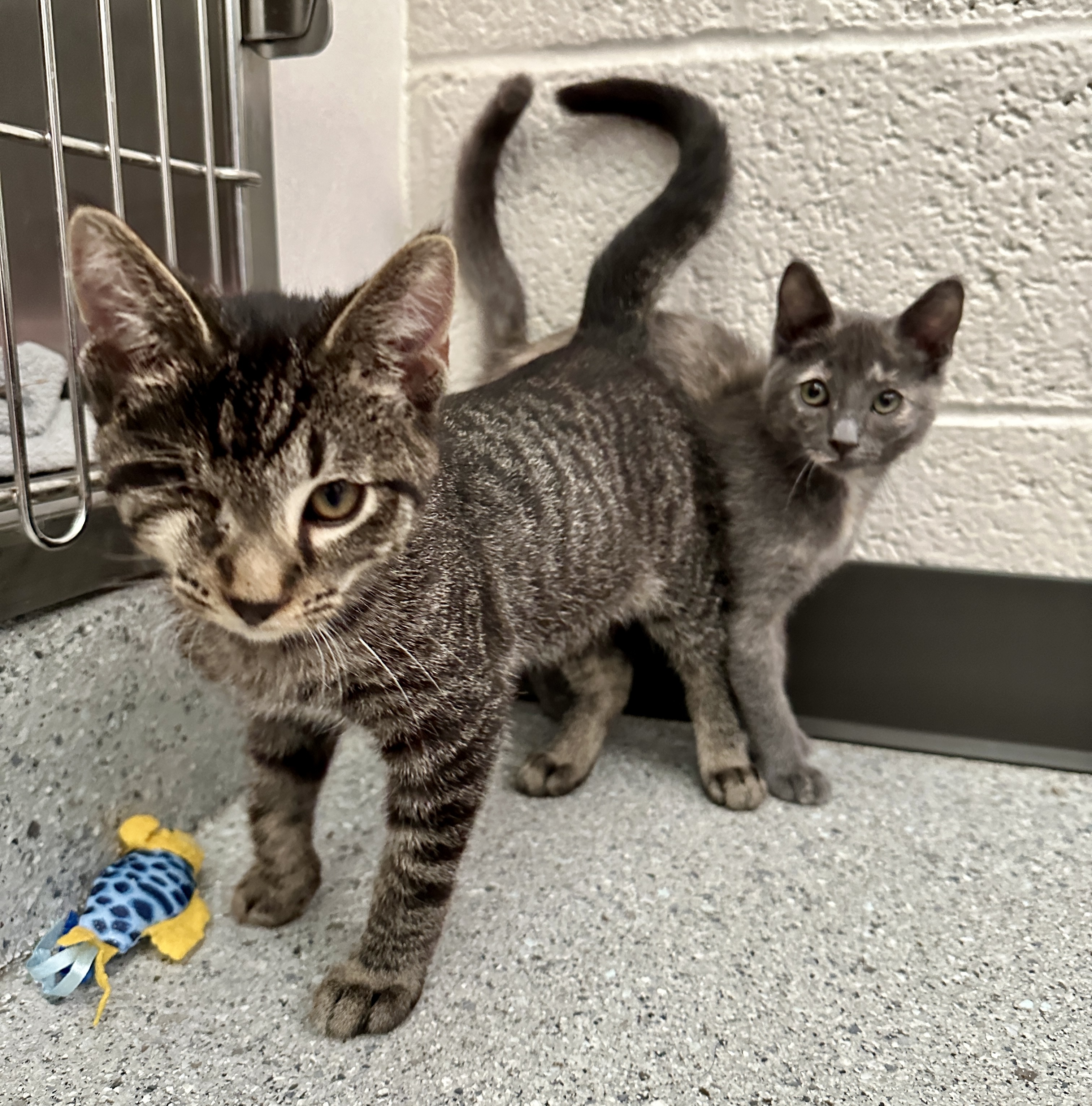 Cat for adoption Stitch, a Domestic Short Hair Mix in Grand Rapids