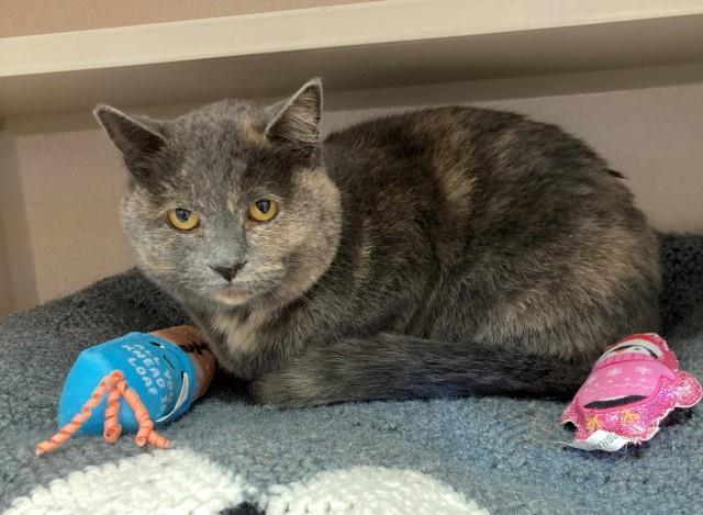 Lady Pirate, an adoptable Domestic Short Hair in Pagosa Springs, CO, 81147 | Photo Image 1