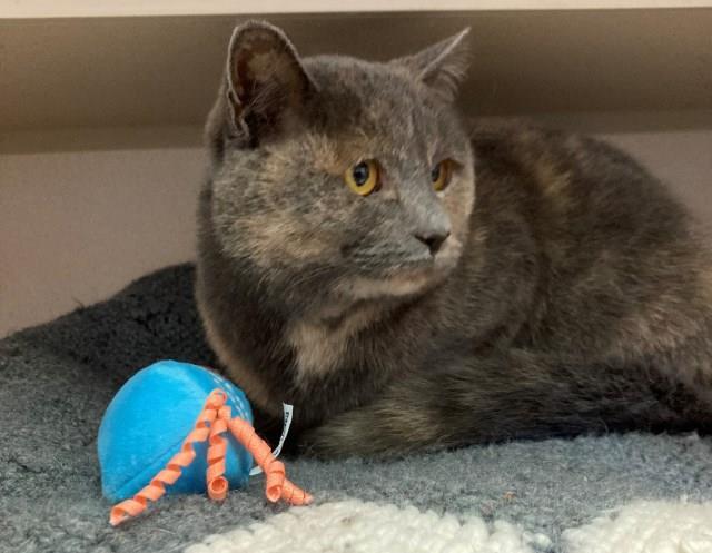 Lady Pirate, an adoptable Domestic Short Hair in Pagosa Springs, CO, 81147 | Photo Image 2