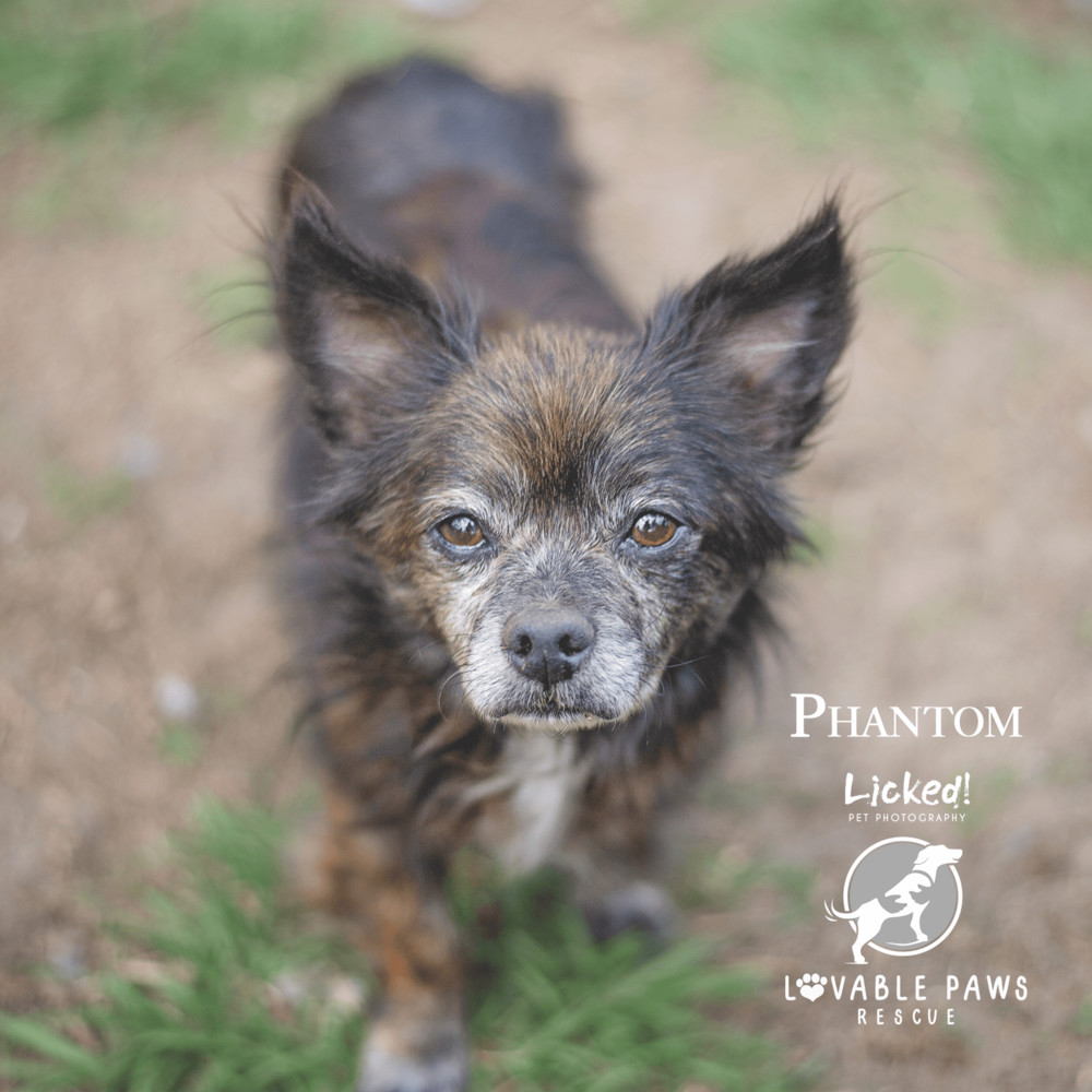 Phantom