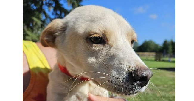 Plum, an adoptable Feist in Ridgeland, SC, 29936 | Photo Image 1