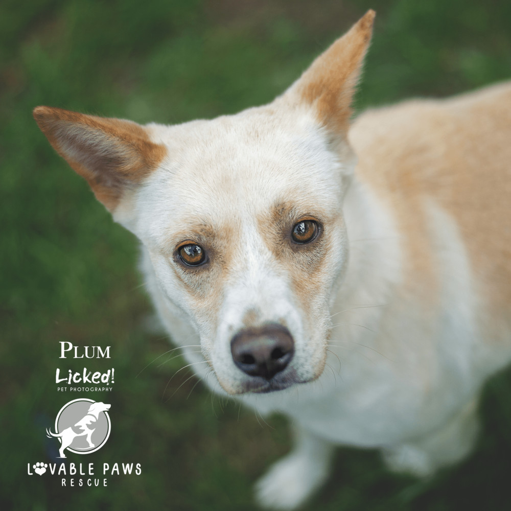 Plum