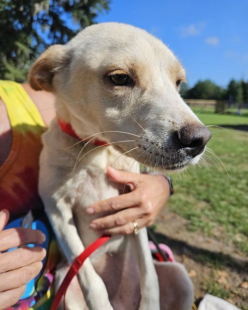 Plum, an adoptable Feist in Ridgeland, SC, 29936 | Photo Image 2