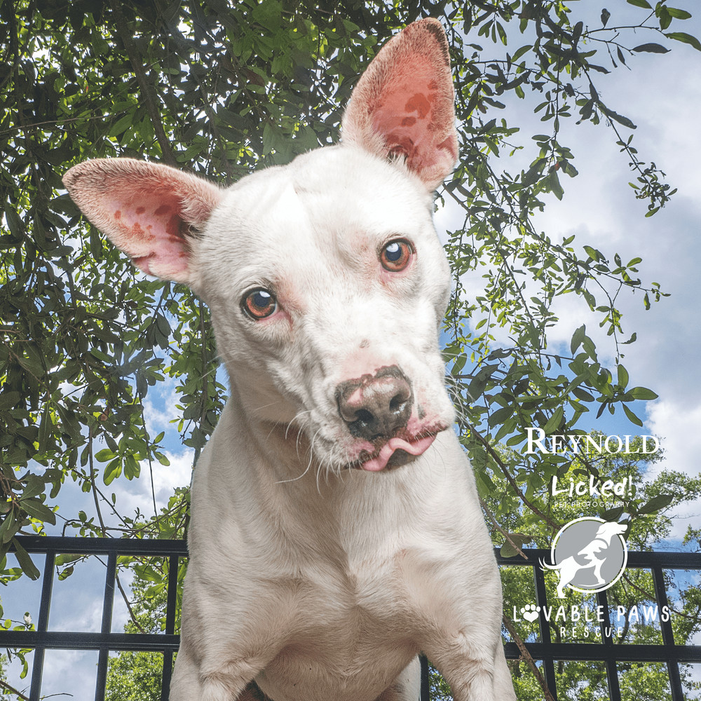 Reynold, an adoptable Feist, Labrador Retriever in Ridgeland, SC, 29936 | Photo Image 1