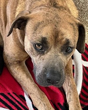 Bonnie, Adult Female Labrador Retriever