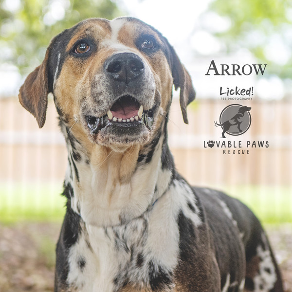 Arrow