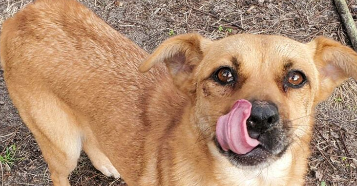 Cookie, an adoptable Feist, Chihuahua in Ridgeland, SC, 29936 | Photo Image 1