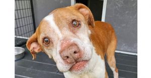 Dobby, Adult Male Terrier