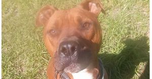 Bishop, Adult Male Boxer