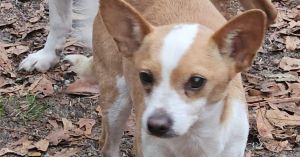 Mack, Adult Male Chihuahua